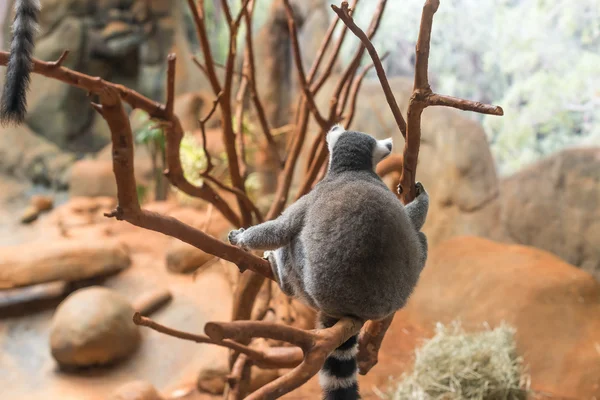 El lémur de cola anillada (lemur catta) comiendo —  Fotos de Stock