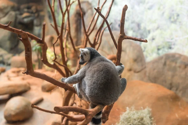 El lémur de cola anillada (lemur catta) comiendo —  Fotos de Stock