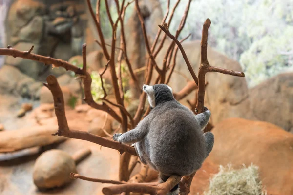 El lémur de cola anillada (lemur catta) comiendo —  Fotos de Stock