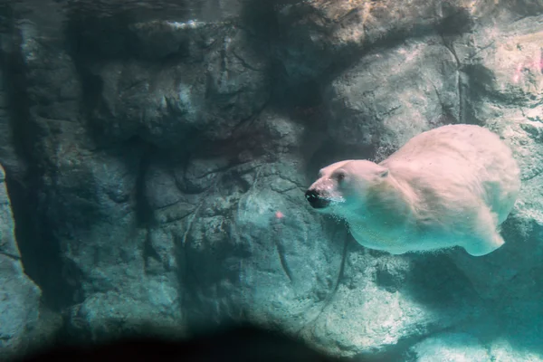 Oso polar (también conocido como Thalarctos Maritimus) — Foto de Stock