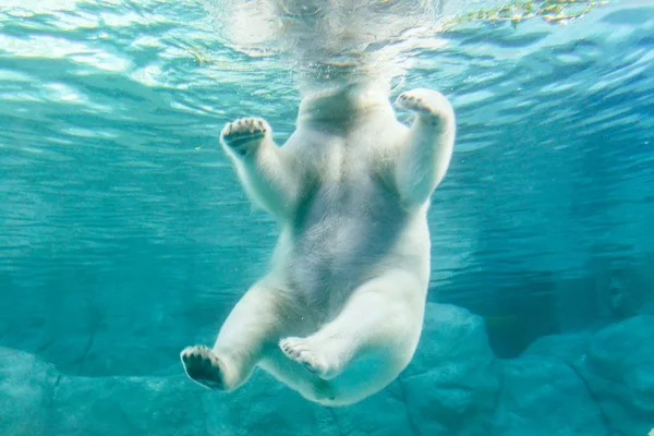 Eisbär (auch bekannt als Thalarctos maritimus) — Stockfoto