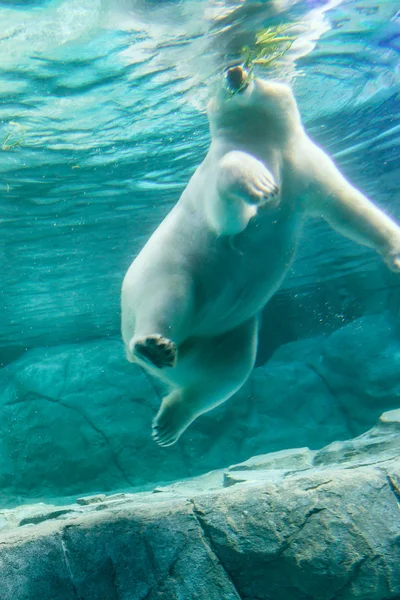 Eisbär (auch bekannt als Thalarctos maritimus) — Stockfoto