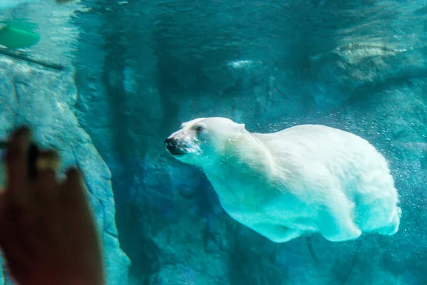 Polar Bear (Also known as Thalarctos Maritimus Royalty Free Stock Images