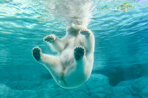 Eisbär (auch bekannt als Thalarctos maritimus) — Stockfoto