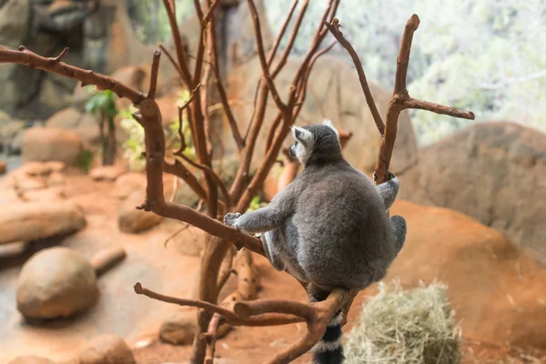 El lémur de cola anillada (lemur catta) comiendo —  Fotos de Stock