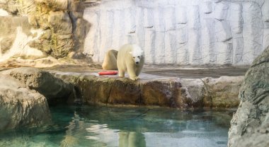 Kutup ayısı (olarak da bilinen Thalarctos Maritimus birkaç)