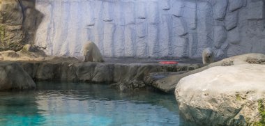 Kutup ayısı (olarak da bilinen Thalarctos Maritimus birkaç)