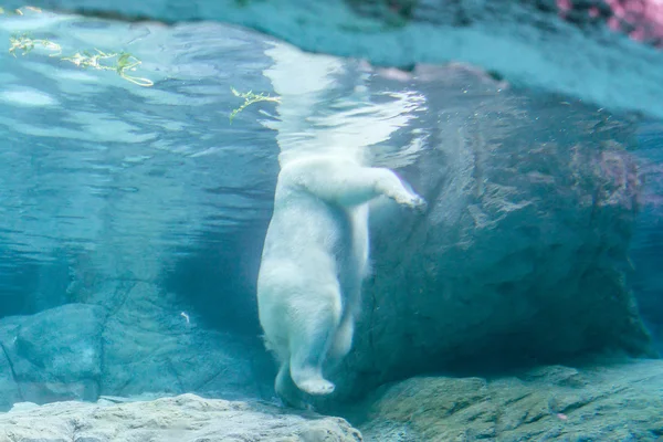 Oso polar (también conocido como Thalarctos Maritimus) — Foto de Stock