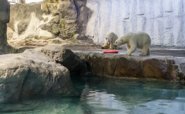 Pareja de oso polar (también conocido como Thalarctos Maritimus ) — Foto de Stock