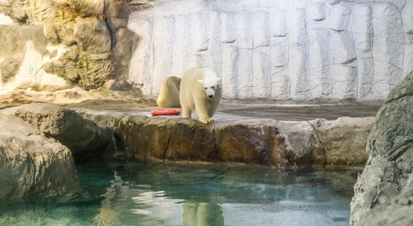 Kutup ayısı (olarak da bilinen Thalarctos Maritimus birkaç)