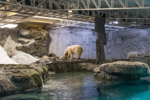 Par av isbjörn (även känd som Thalarctos Maritimus) — Stockfoto