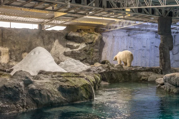 Pareja de oso polar (también conocido como Thalarctos Maritimus ) — Foto de Stock