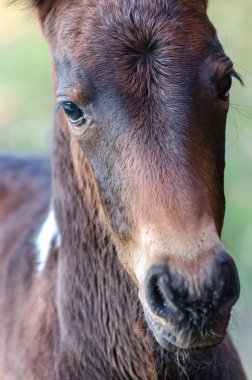 Küçük bir tayın kafa atışı 