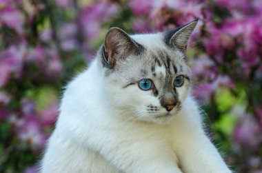İskambil çevrede mavi gözlü sevimli kedi