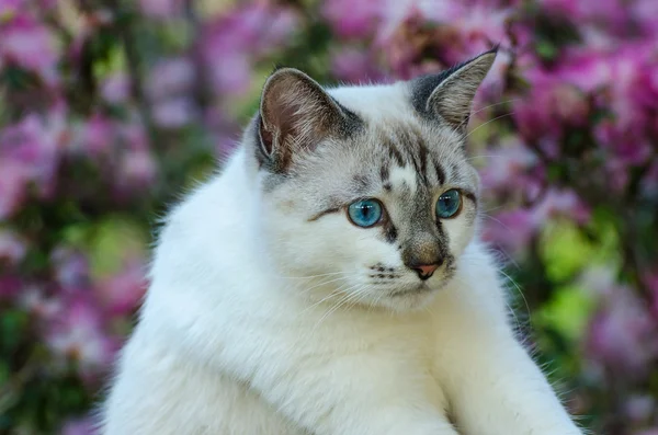 İskambil çevrede mavi gözlü sevimli kedi