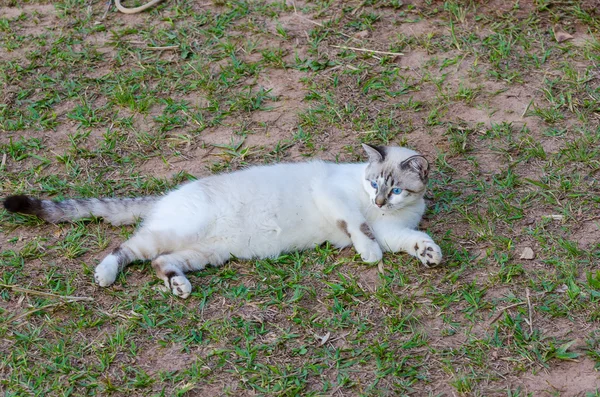 Cute cat with blue eyes playing around — Stock Photo, Image