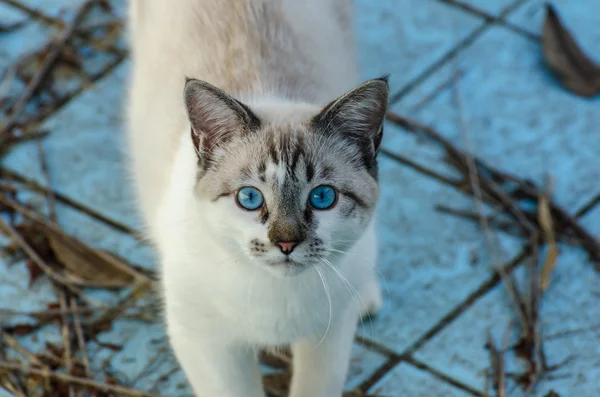 Niedliche Katze mit blauen Augen spielt in einem leeren Pool — Stockfoto