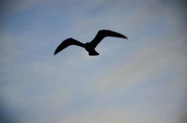 Verschwommene Silhouette einer Möwe, die auf vintage getöntem Hintergrund fliegt — Stockfoto