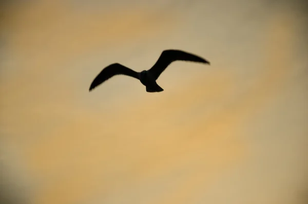Blurry silhouette of a gull flying on Vintage toned background — Stock Photo, Image