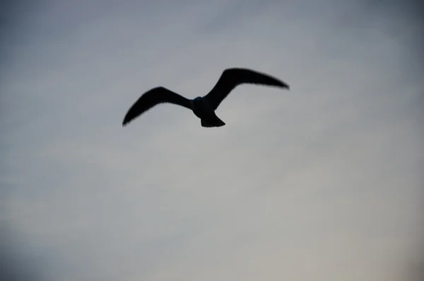 Verschwommene Silhouette einer Möwe, die auf vintage getöntem Hintergrund fliegt — Stockfoto