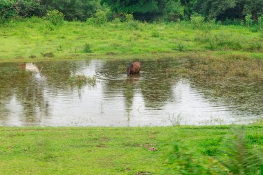 Kahverengi lake içme suyu içine at 