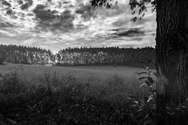 Eucalyptus Trees Brazil Forest Its Used Paper Industry Others — Stock Photo, Image