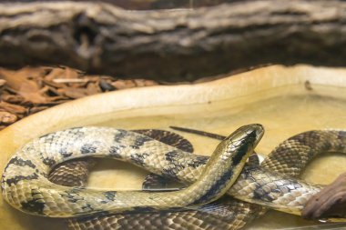 Yanlış su yere slithering Cobra (Hydrodynastes gigas)