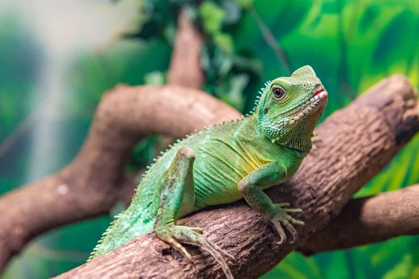 Китайский водяной дракон (Physignathus cocincinus) на ветке — стоковое фото