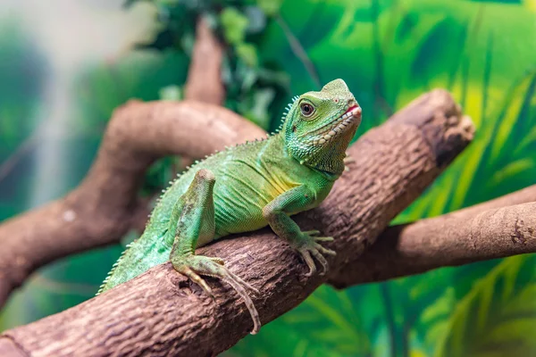 Китайский водяной дракон (Physignathus cocincinus) на ветке — стоковое фото