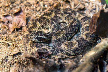 Caatinga Lancehead snake (Bothrops Erythromelas) on the ground clipart