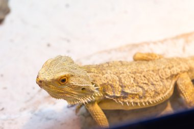 Yerdeki kahverengi Merkezi sakallı Ejder 