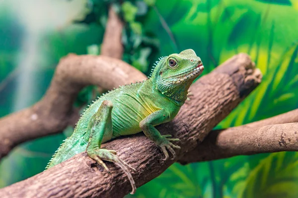 Dragão de água chinês (Physignathus cocincinus) em um ramo — Fotografia de Stock