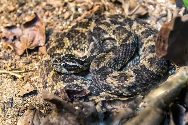 Caatinga Lancehead snake (Bothrops Erythromelas) on the ground — Stock Photo, Image