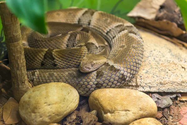 Brezilya Lancehead yılan (Bothrops Moojeni) yere