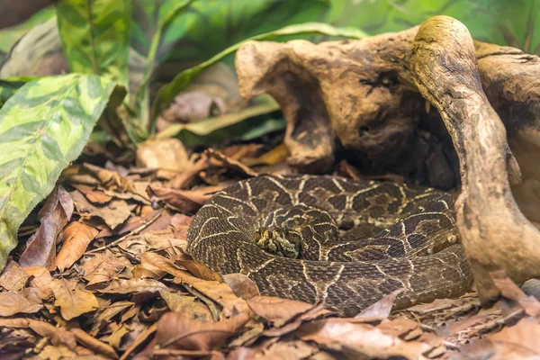 Crossed Pit Viper Käärme Bothrops Alternatus Luikertelee Paljaalla Maalla — kuvapankkivalokuva