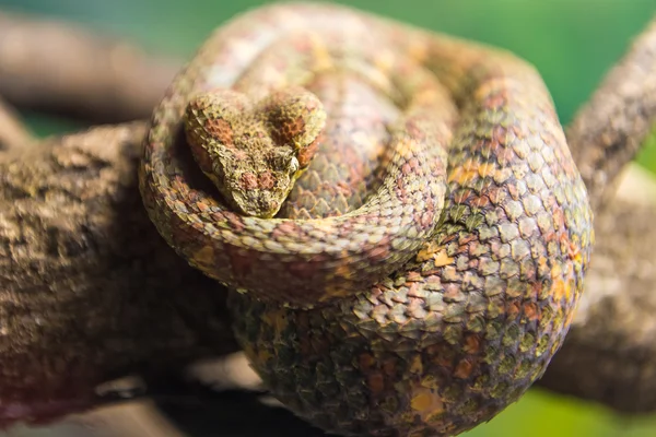 Eyelash Viper Ботанический Сад Скользит Голой Ветке — стоковое фото