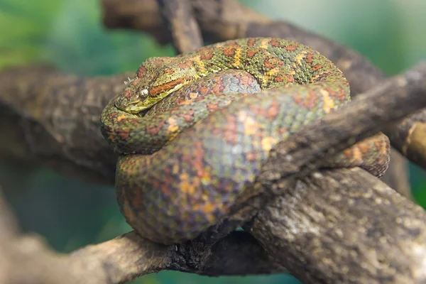 Βλεφαρίδα Viper Bothriechis Schlegelii Γλιστρώντας Ένα Γυμνό Υποκατάστημα — Φωτογραφία Αρχείου