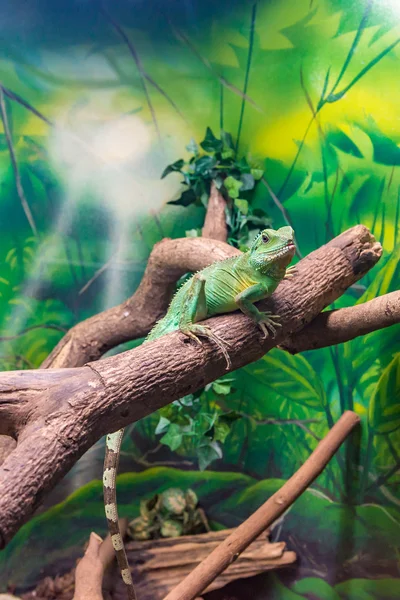 Chinese Water Dragon Physignathus Cocincinus Slithering Branch — Stock Photo, Image