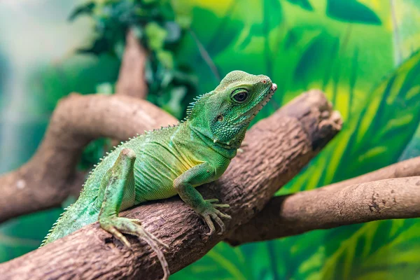 Chinese water dragon (Physignathus cocincinus) op een tak — Stockfoto