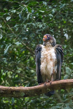 Güney Amerika Kral akbaba kuşu turuncu Gaga ile çarpıcı