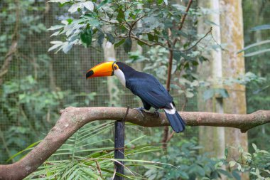 Orman, ağaç dalı toucan kuş