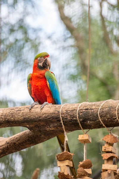 Pássaro de papagaios de arara azul em um ramo de árvore — Fotografia de Stock