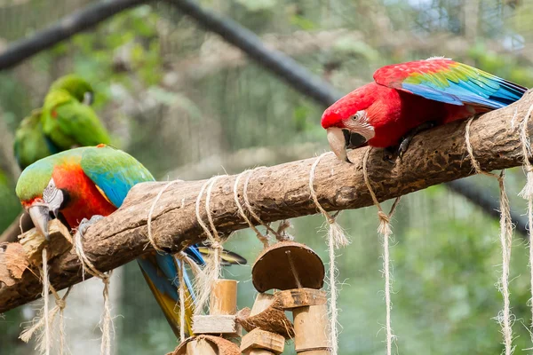 Colorido de Blue and Gold Macaw aviário — Fotografia de Stock