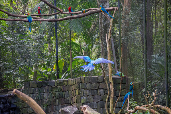 Blue macaw parrots bird on a tree branch