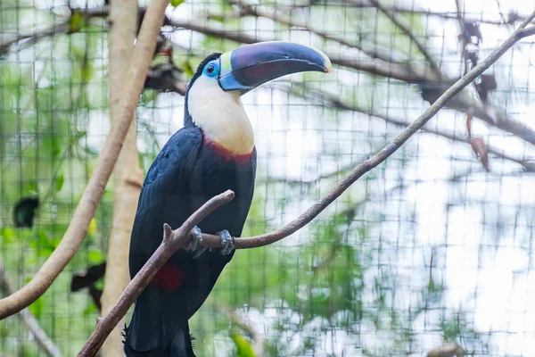 Close up of a blue eyed toucan — Stock Photo, Image