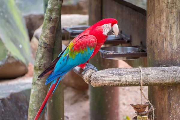 A arara vermelha, azul e amarela no Brasil — Fotografia de Stock