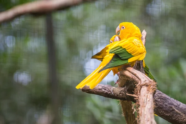 Papagaio dourado (Guaruba guarouba) no Parque das Aves — Fotografia de Stock