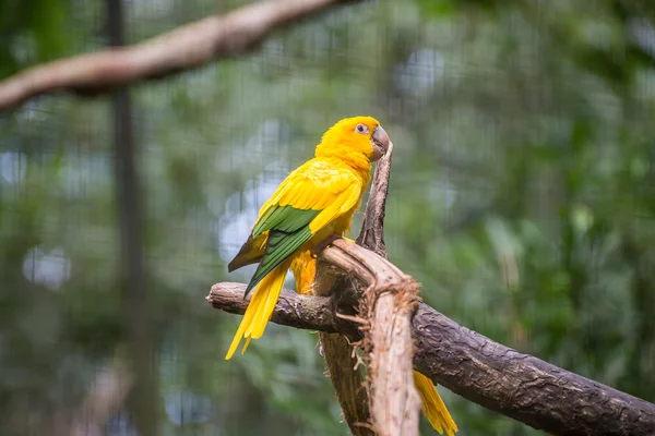 Papagaio dourado (Guaruba guarouba) no Parque das Aves — Fotografia de Stock