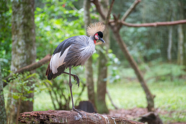 Gray Crowned Crane bird posing in Brazil