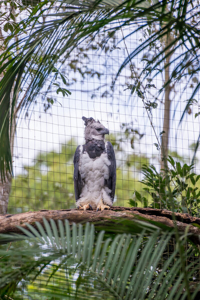 The majestic eagle harpy  bird in Brazil